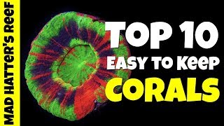 Top 10 Easy To Keep Corals [upl. by Anilem760]