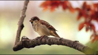 1 Hour Birdsong Sounds on a Spring Morning in English Countryside [upl. by Harrington308]