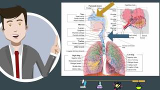 Respiratory Systemparts and function [upl. by Niliak]