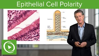 Epithelial Cell Polarity – Histology  Lecturio [upl. by Kahle]