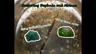 How To Culture Daphnia and Moinas using Green Water Spirulina powder [upl. by Sinnard620]