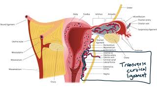 USMLE Step 1 Anatomy  Female Ligaments and Local Structures [upl. by Carver]