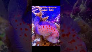 Spotlight Madagascar Spotted Croucher Goby [upl. by Pennie]