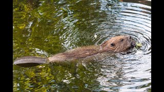 Beaver Building A Dam [upl. by Risan]