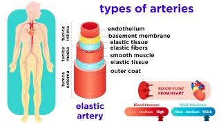 Why Physicians Order Blood Cultures [upl. by Brear]