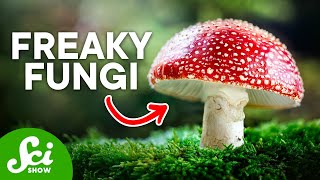 The Craziest Fungi On Earth Today [upl. by Zingale715]