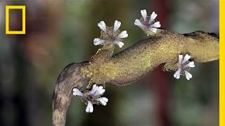 Gecko Feet How Do They Stick to Walls  National Geographic [upl. by Etnahs]