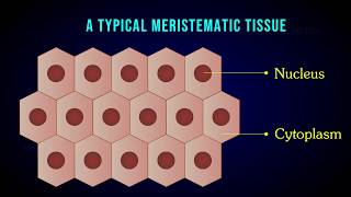 MERISTEMATIC TISSUE  Characteristic  Apical  Intercalary  Lateral meristem [upl. by Gerfen]