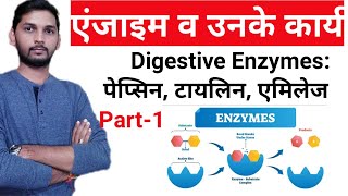 What are Enzymes  एंजाइम व उनके कार्य  Enzyme महत्वपूर्ण प्रश्न । भाग1 [upl. by Ibbison673]