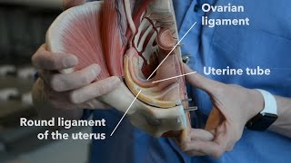 Female reproductive system  internal organs part 2 [upl. by Ramal]