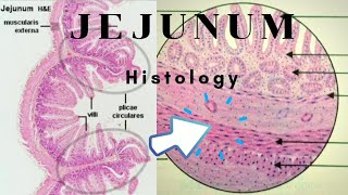 Histology of Jejunum [upl. by Hance]