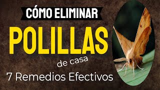 ✔️ ¿Cómo eliminar las POLILLAS de CASA 7 Remedios Efectivos [upl. by Adigirb592]