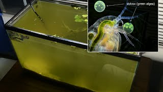 Raising Daphnia for the Freshwater Aquarium [upl. by Kiley]