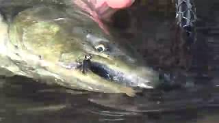 September Salmon flies fishing theSalmon River in Pulask New York [upl. by Marutani]