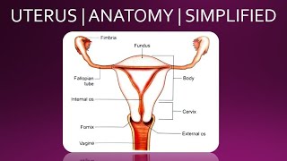 UTERUS  ANATOMY  SIMPLIFIED [upl. by Aicineohp]