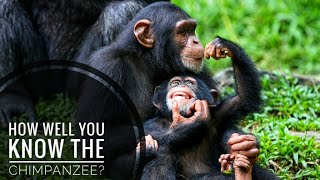 Chimpanzee  Description Characteristics and Facts [upl. by Woolson]