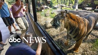 Sanjiv the tiger attacks zookeeper [upl. by Lamar142]