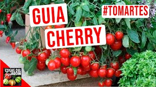 GUIA DE CULTIVO DE TOMATE CHERRY  TOMARTES EP21 [upl. by Naoj]