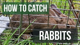 How to Catch a Rabbit with a Live Animal Trap [upl. by Aicile]