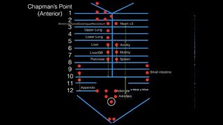 Chapmans Points Anterior For COMLEX Level I [upl. by Nonnahs778]