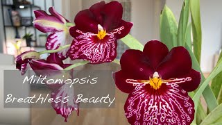 Miltoniopsis Breathless Beauty [upl. by Anaicul]