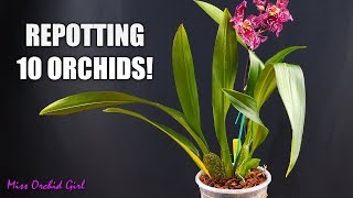 Repotting 10 Oncidium Orchids in one go  How I handle different sick Orchids [upl. by Atsyrt]