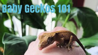 How To Care For Baby Crested Geckos [upl. by Wunder]