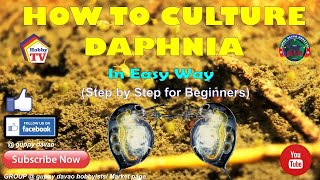 HOW TO CULTURE DAPHNIA In Easy Way [upl. by Audra]