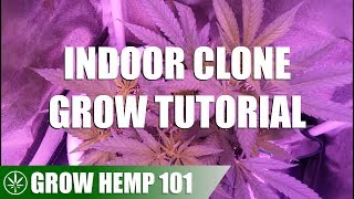 Indoor Clone Timelapse Grow Tutorial [upl. by Abisia180]