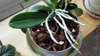 Orchid Growing for Beginners Frequently Asked Questions [upl. by Shah]