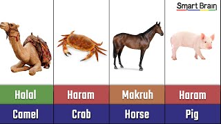 Halal and Haram animal meat in Islam [upl. by Clywd160]