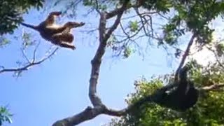 Violent chimpanzee attack  Planet Earth  BBC wildlife [upl. by Genaro318]