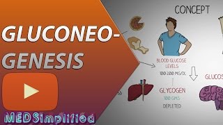 Gluconeogenesis Pathway Made Simple  BIOCHEMISTERY [upl. by Iew343]