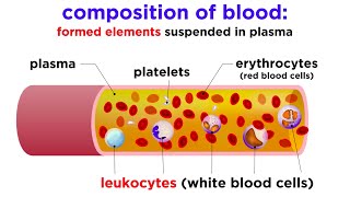 How do your kidneys work  Emma Bryce [upl. by Kathlene]