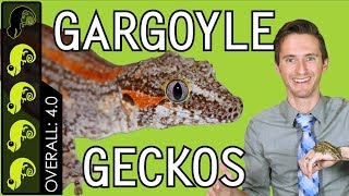 Gargoyle Gecko The Best Pet Reptile [upl. by Marylynne217]