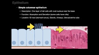 Epithelium [upl. by Arval]