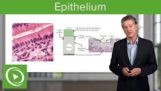 Epithelium – Histology  Lecturio [upl. by Raseac]