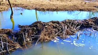 Using Excavator to Remove Beaver Dams [upl. by Kerns]